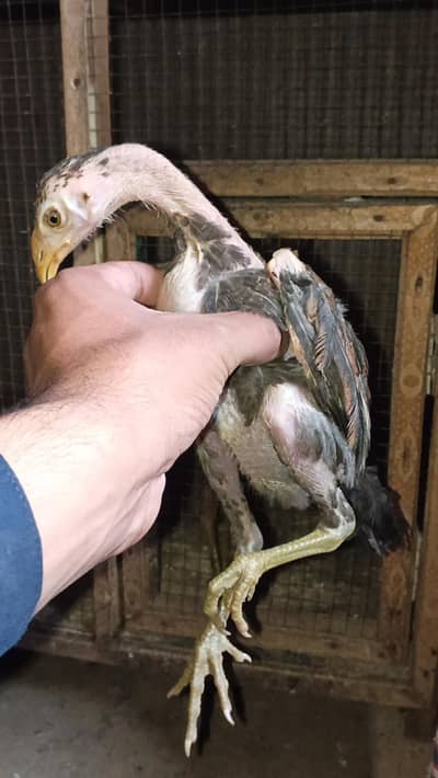 Bermi Male Chicks/ Bermi Quality Chicks/ Bermi chicks /