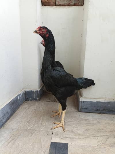 Pure Japanese Shamoo Madiyan,Galwi Madi Females For Sale 8000 Each