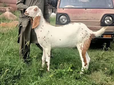 2 daant khasi bakra