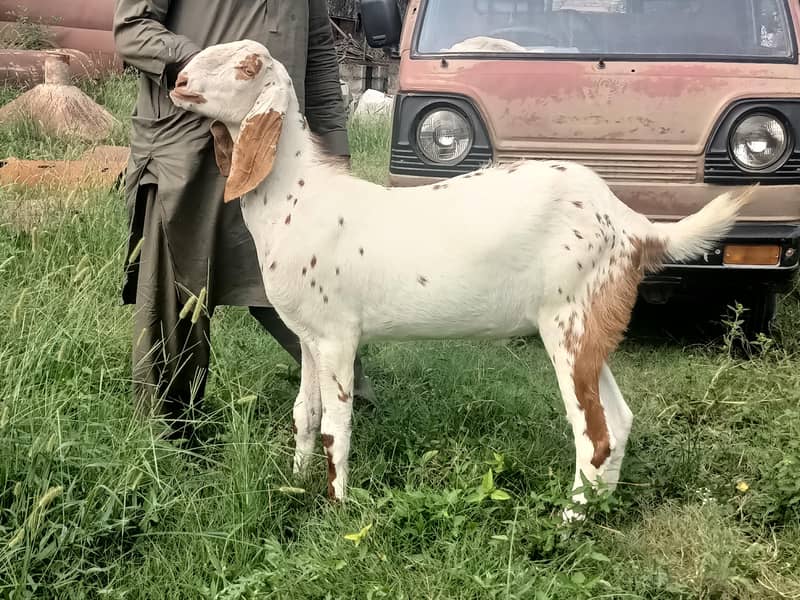 2 daant khasi bakra 0