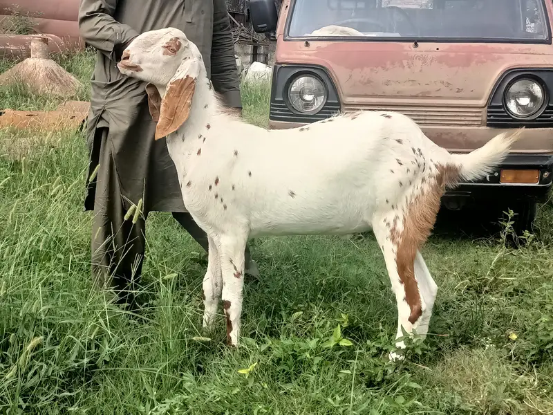 2 daant khasi bakra