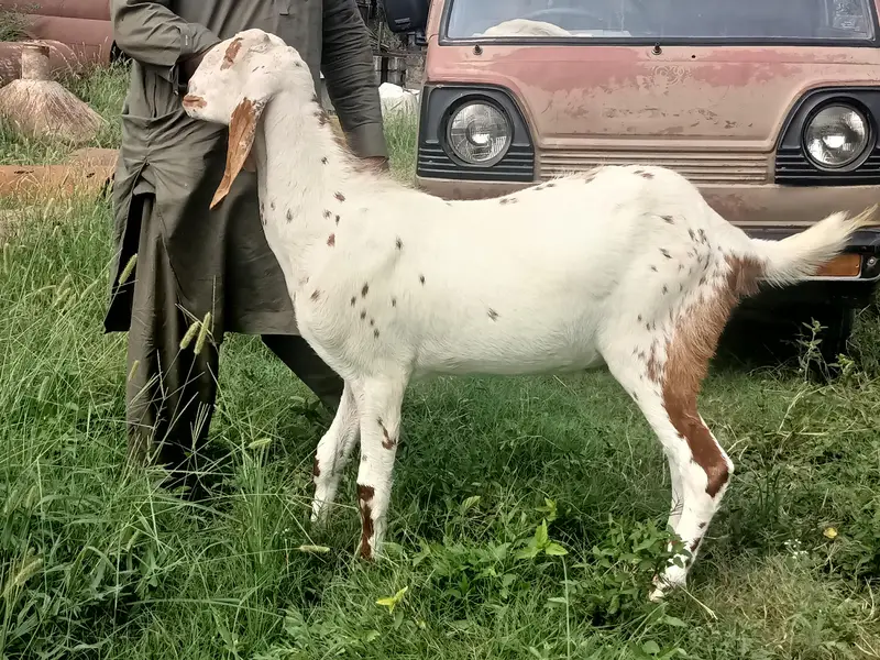 2 daant khasi bakra — photo 2