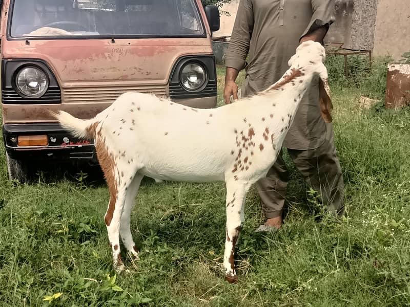 2 daant khasi bakra 2