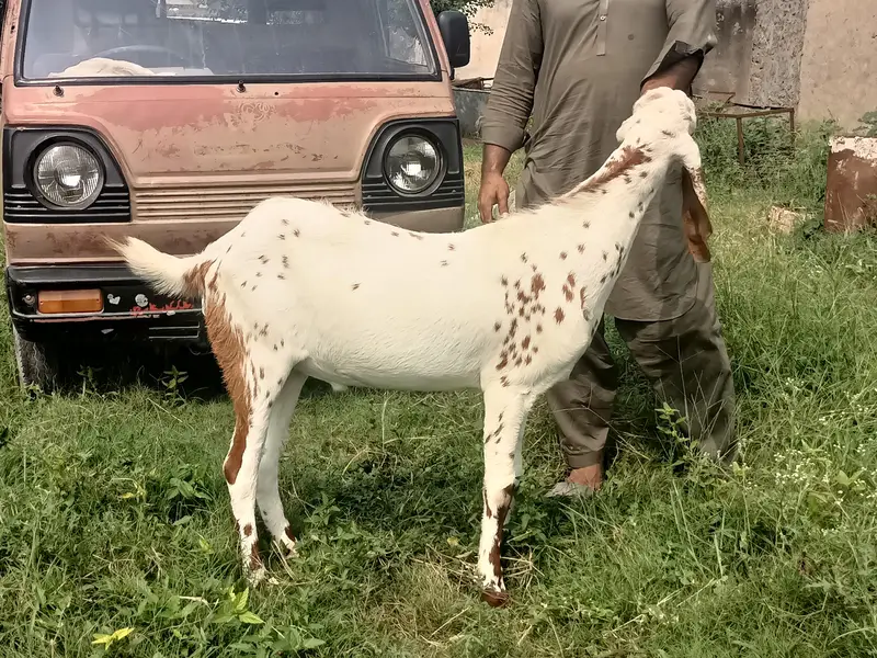 2 daant khasi bakra — photo 3