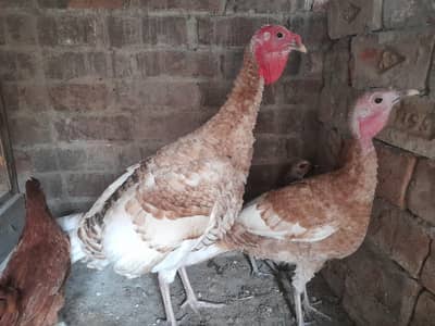 1 Turkey pair for sale