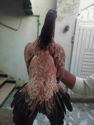 Pure Mianwali Blood Aseel Madi