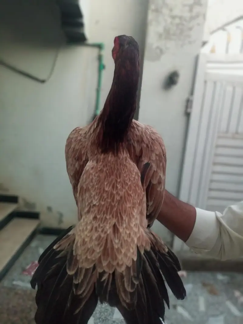 Pure Mianwali Blood Aseel Madi — photo 2