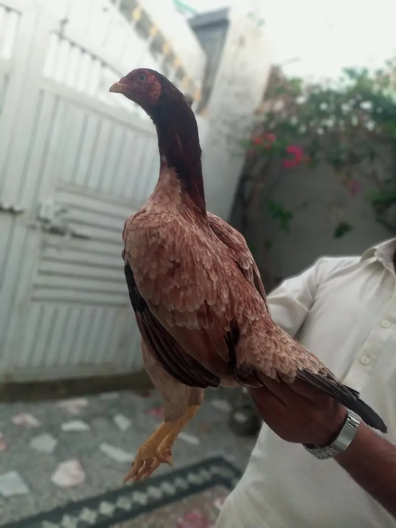Pure Mianwali Blood Aseel Madi — photo 4