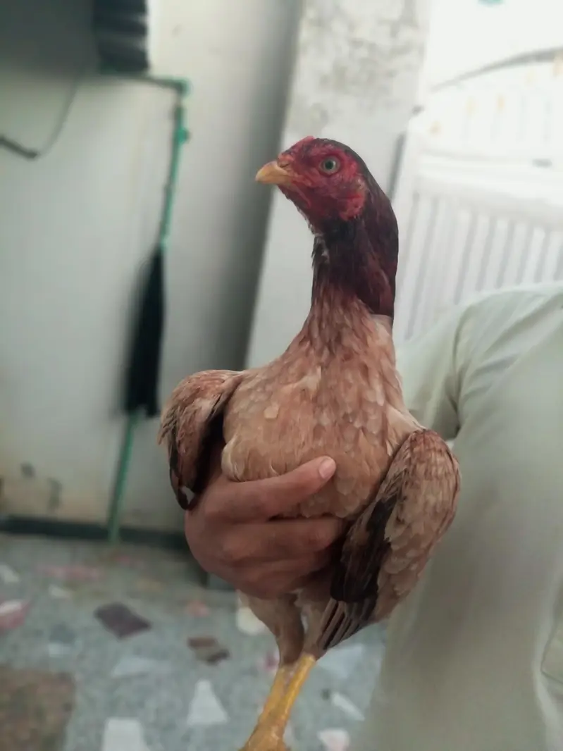Pure Mianwali Blood Aseel Madi — photo 5