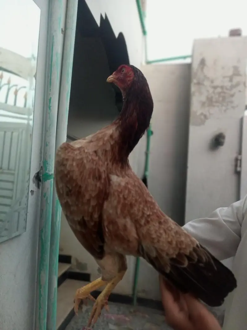 Pure Mianwali Blood Aseel Madi — photo 6