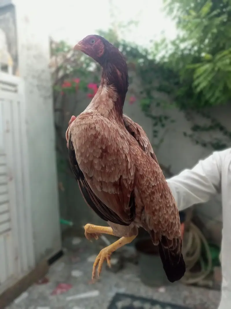 Pure Mianwali Blood Aseel Madi — photo 8