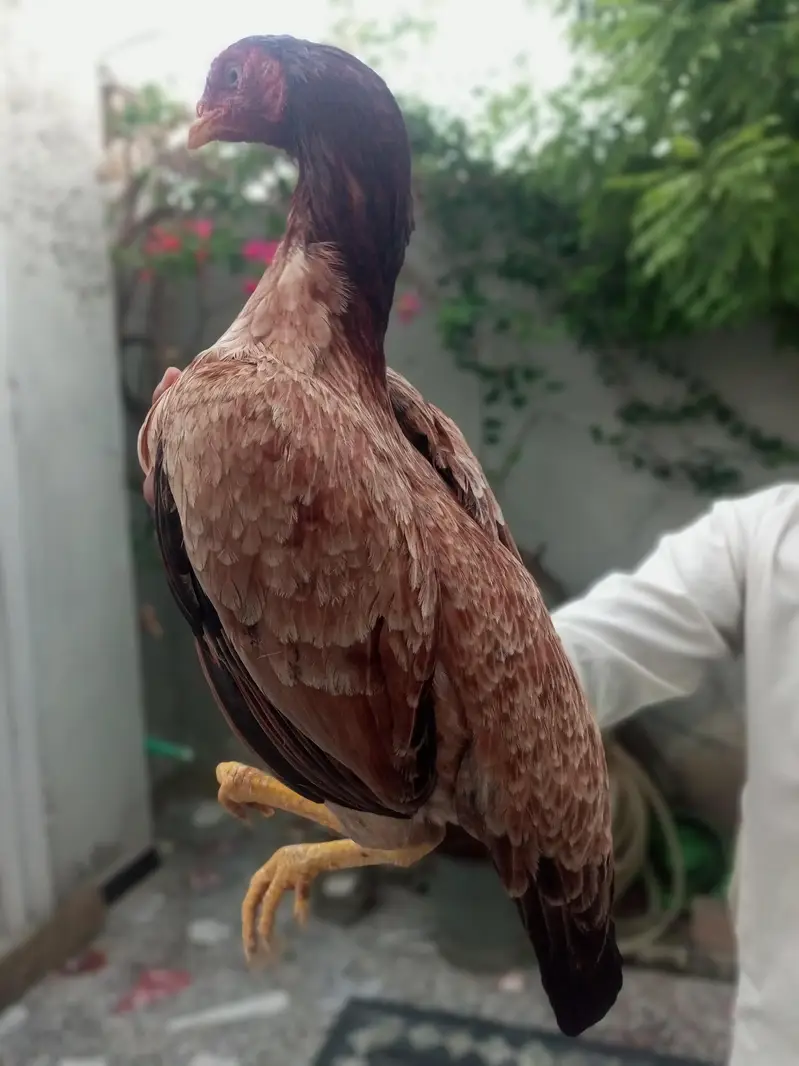 Pure Mianwali Blood Aseel Madi — photo 9