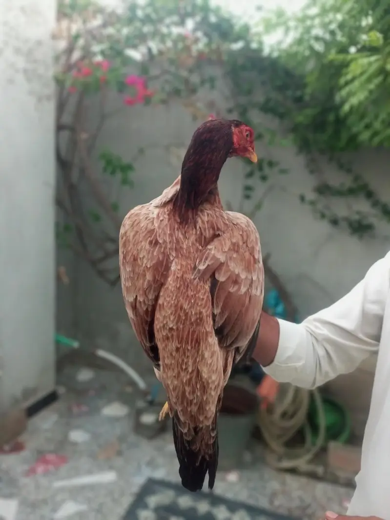 Pure Mianwali Blood Aseel Madi — photo 10