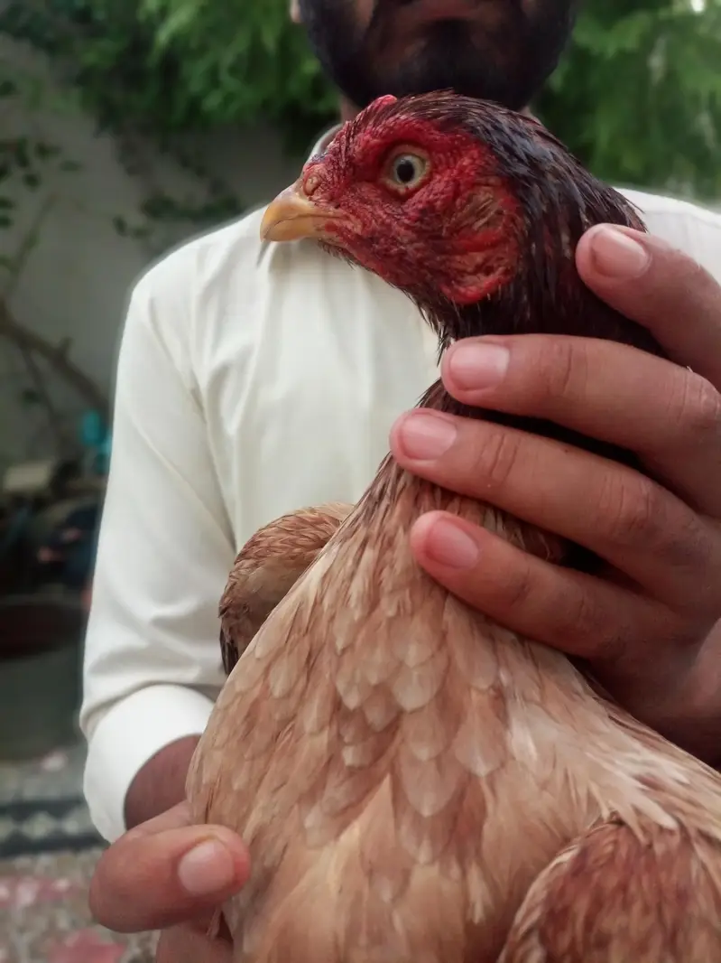 Pure Mianwali Blood Aseel Madi — photo 11