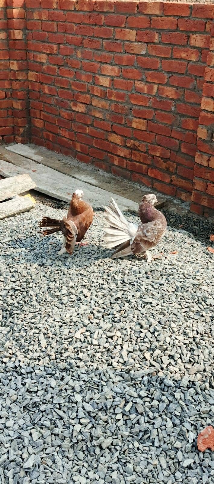Az  birds 0