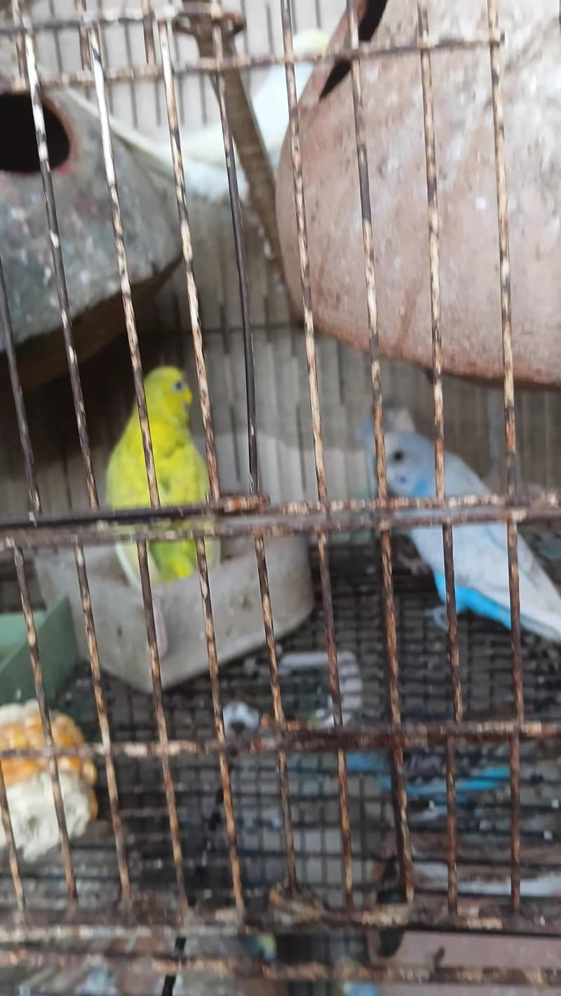 parrots  600 pair 0