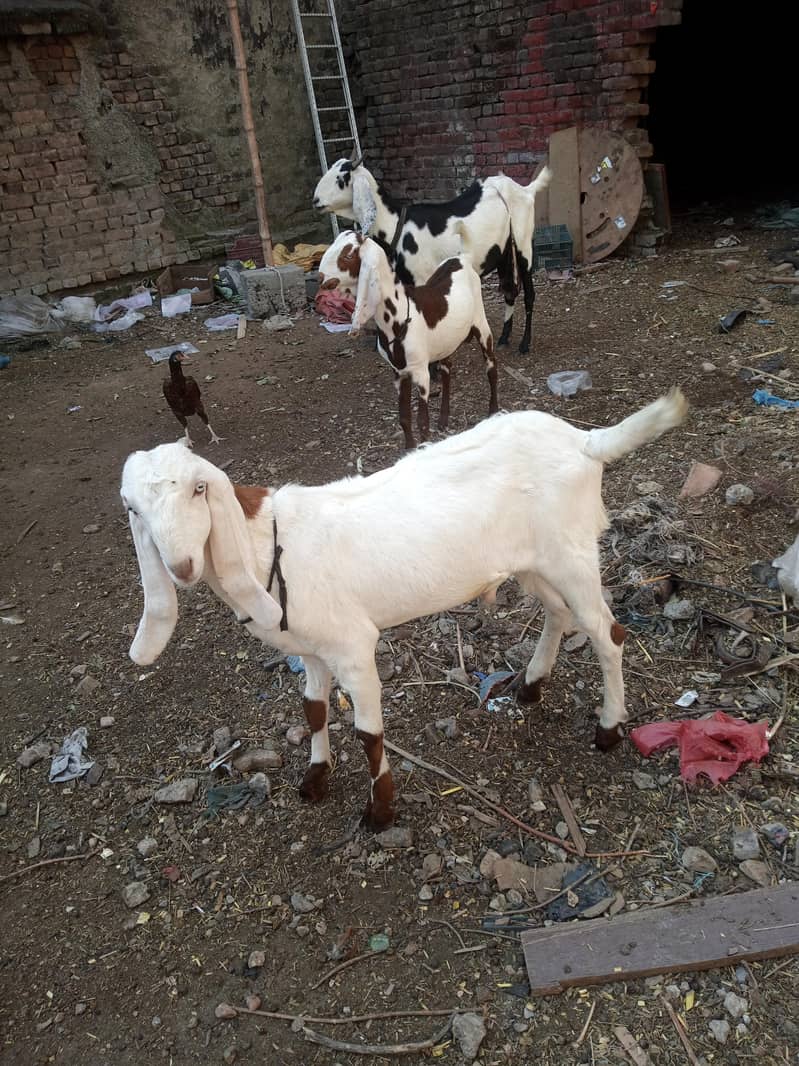 two male 6