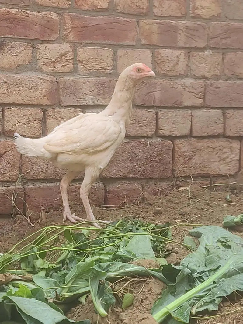 herra aseel pair — photo 2