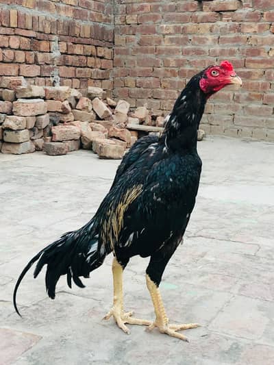 high quality Murga for sale