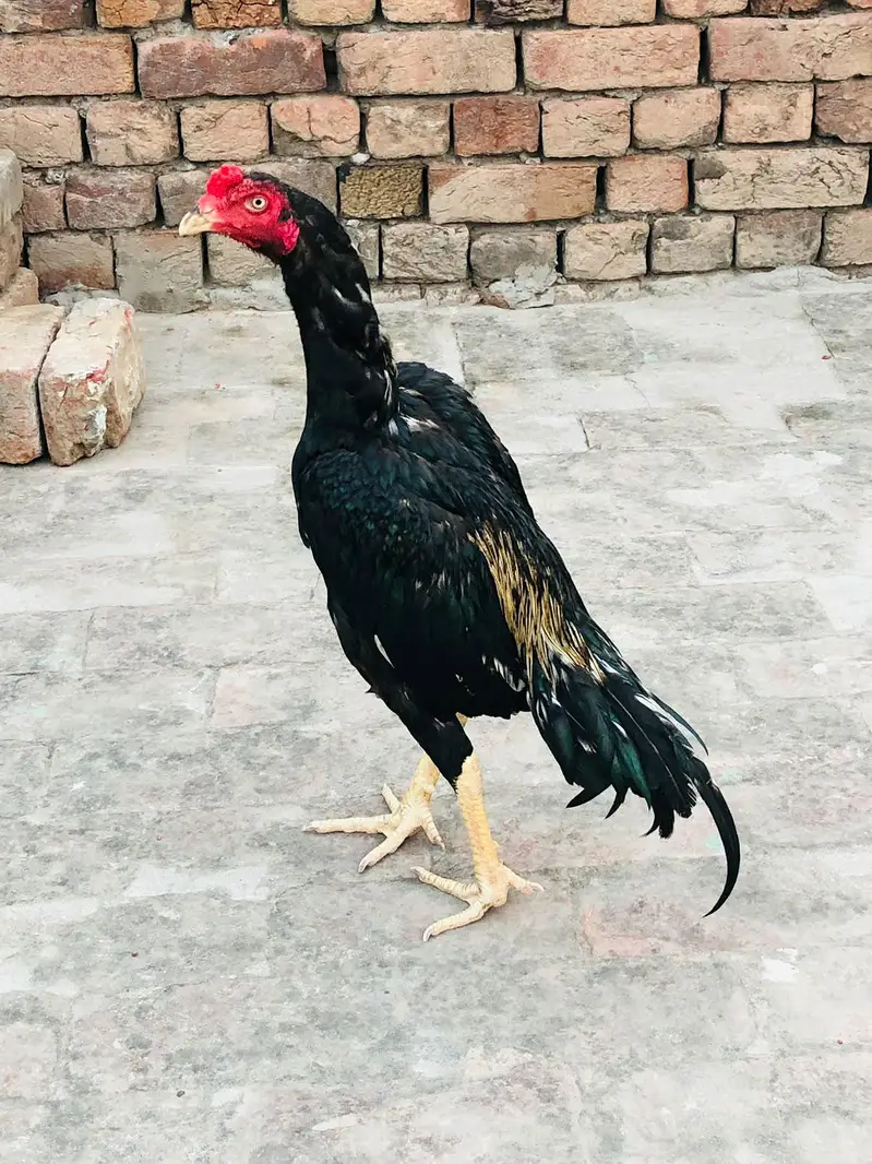 high quality Murga for sale — photo 2