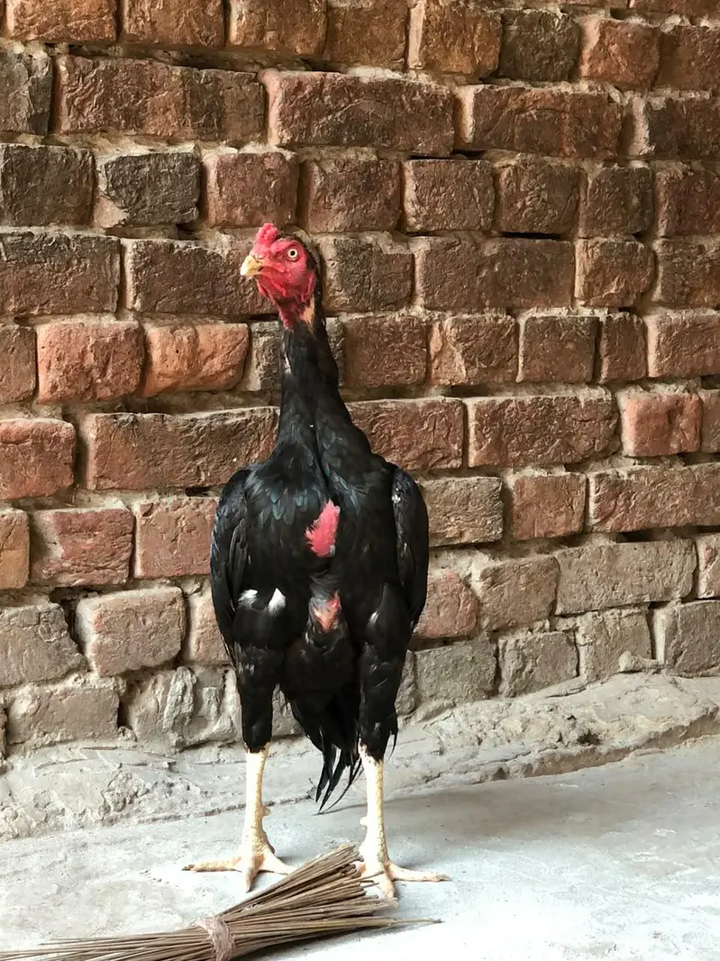 high quality Murga for sale — photo 3