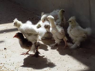 white silki chick or white heavy buff Cochin chick