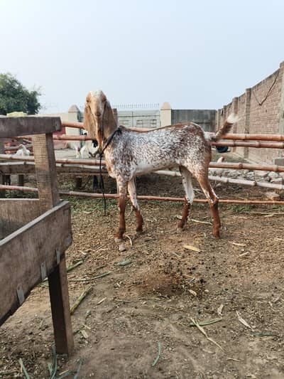 Desi bakra