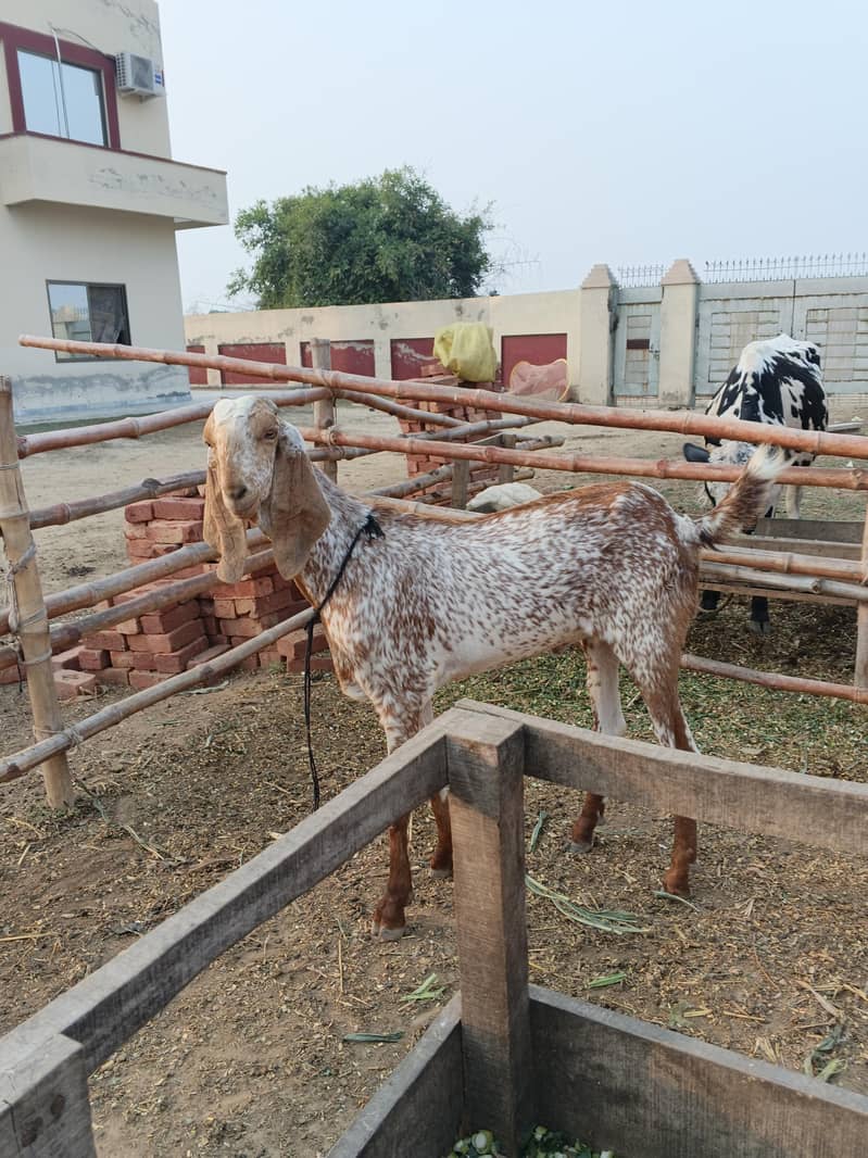 Desi bakra 1