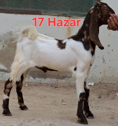 Andu male 3 months goat for sale