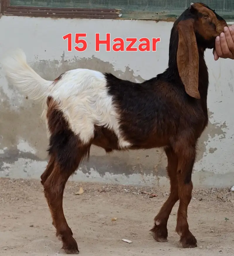 Andu male 3 months goat for sale — photo 2