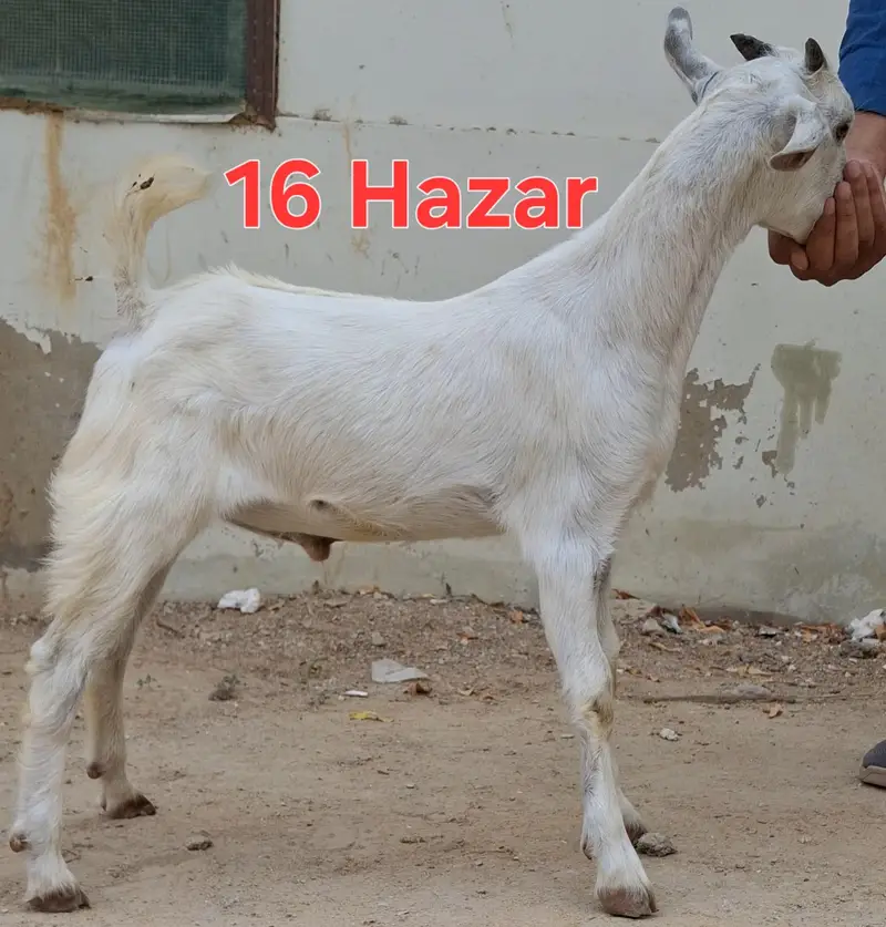Andu male 3 months goat for sale — photo 3