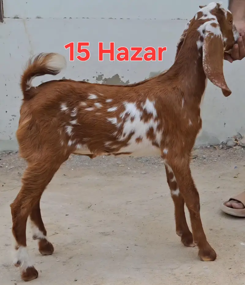 Andu male 3 months goat for sale — photo 4