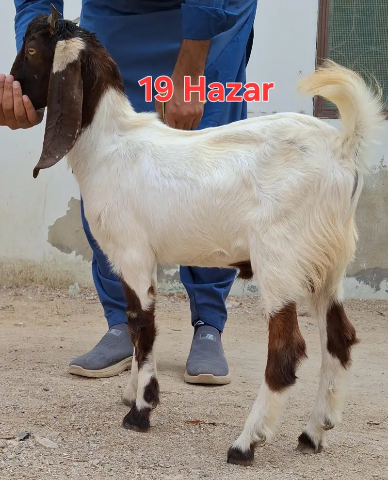 Andu male 3 months goat for sale — photo 5