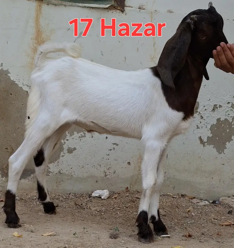 Andu male 3 months goat for sale — photo 6