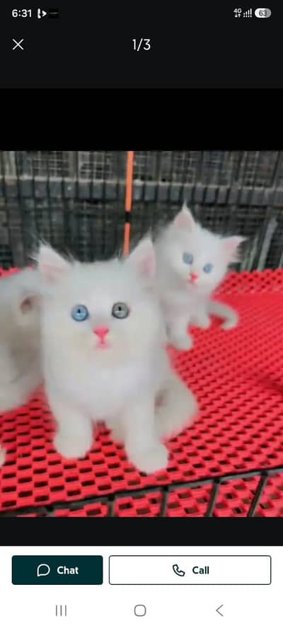 Persian cat for sale male or female double door vaccine clear