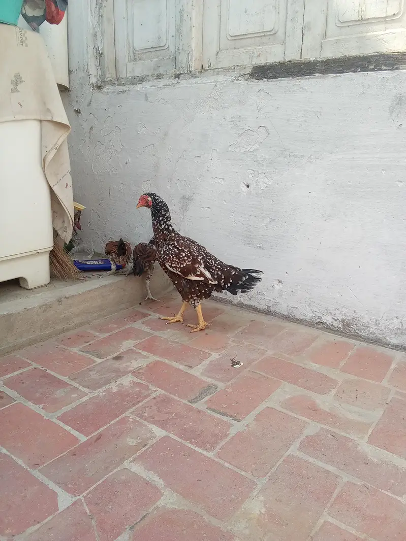 breader femal 2 cheks — photo 2