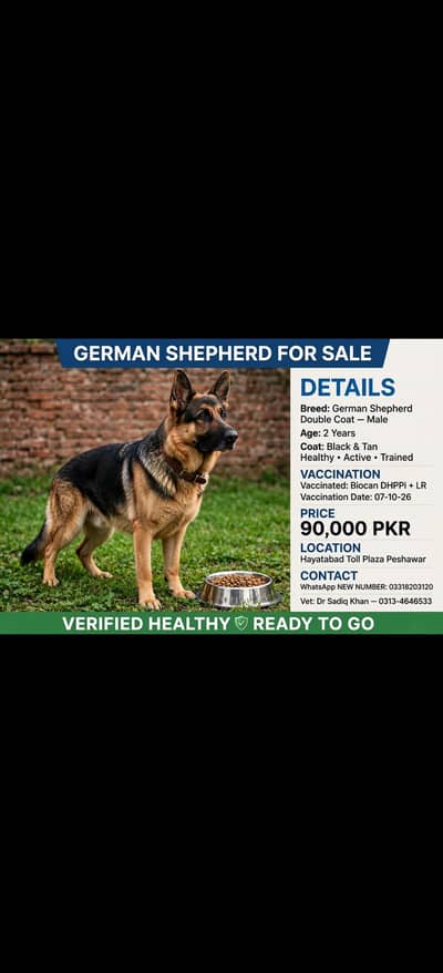 German Shepherd Double Coat Male 2 Years 90k