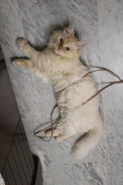 triple coat pure Persian cat
