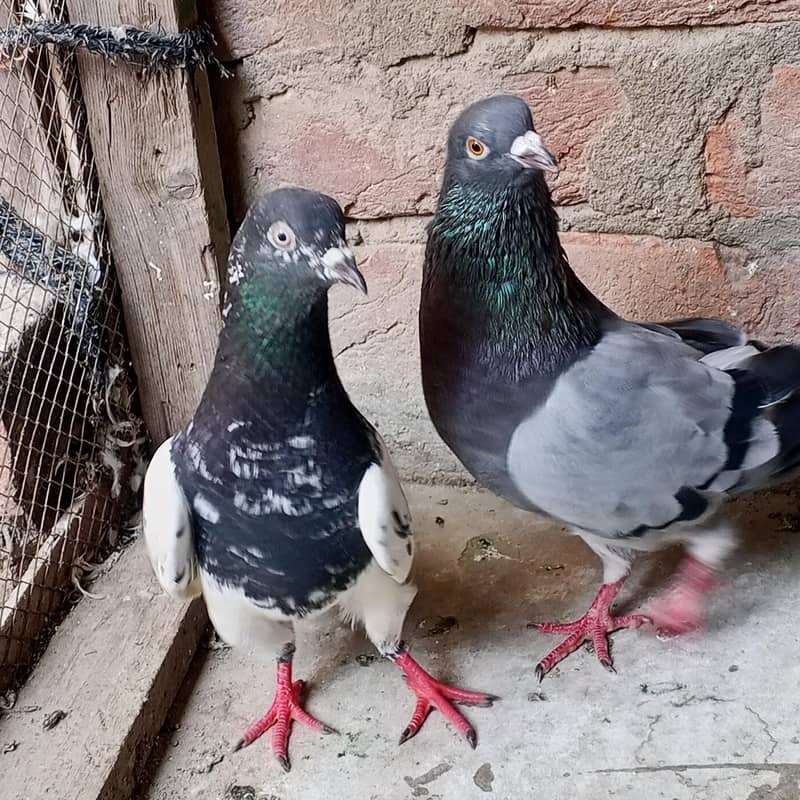2 pair he 2