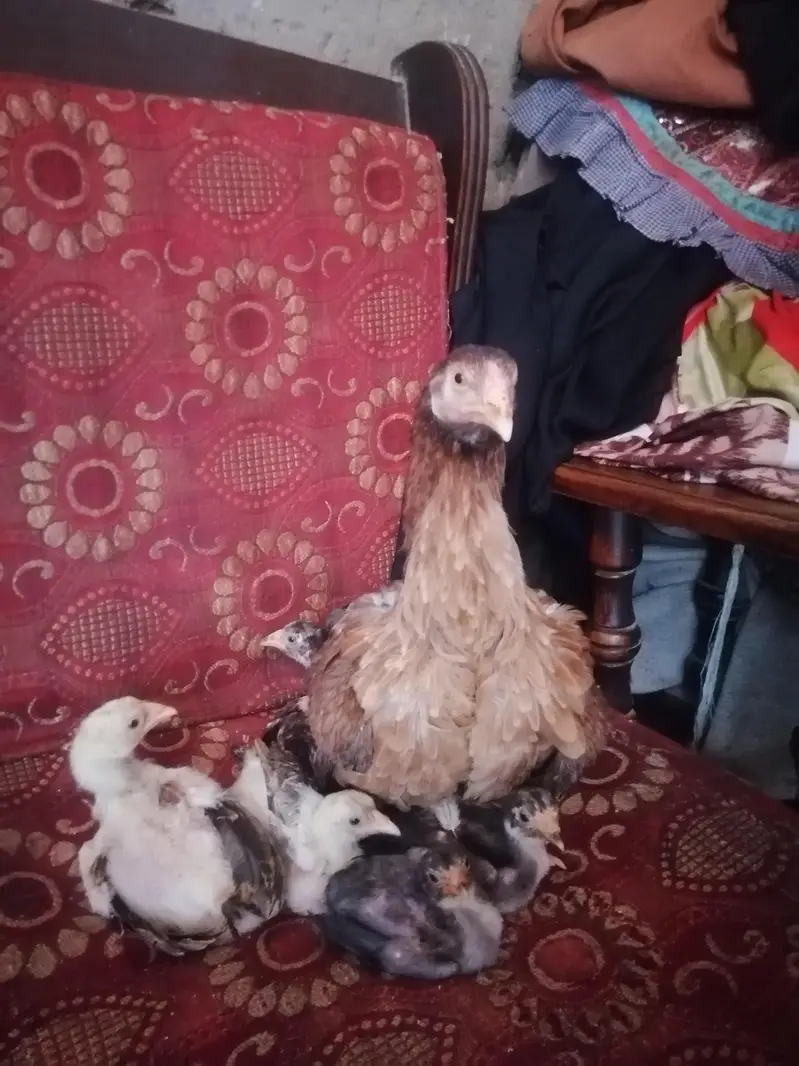 Aseel Murgi Hai Uske Sath 5 Bachay jawa nasal kay hain — photo 2