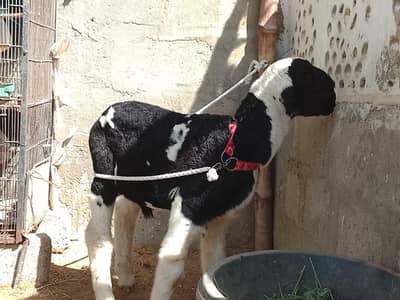 khara dumba