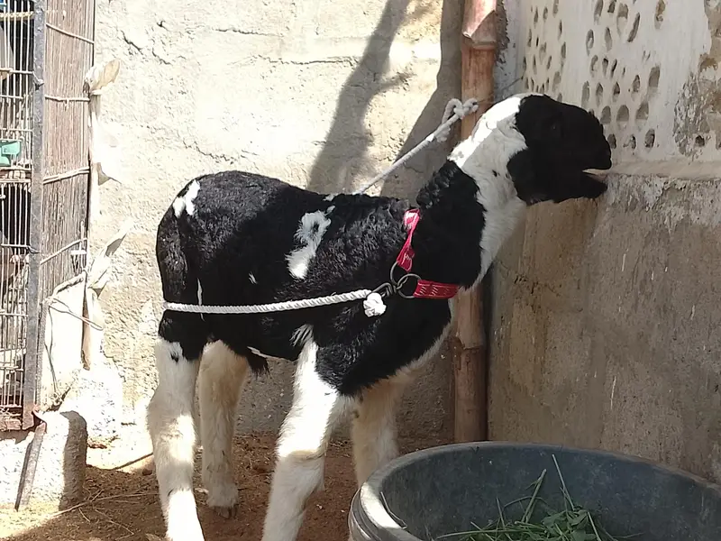 khara dumba — photo 2