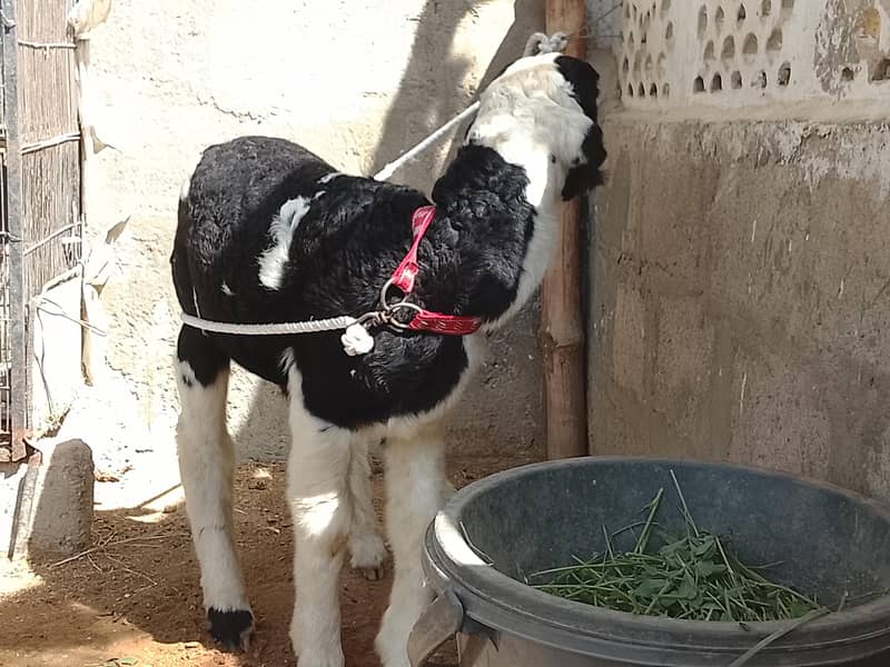 khara dumba 2