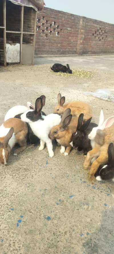 rabbit red eyes brown white and black