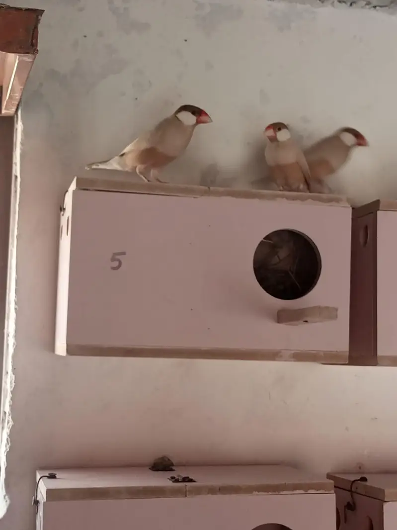 fawn java breeder colony — photo 4