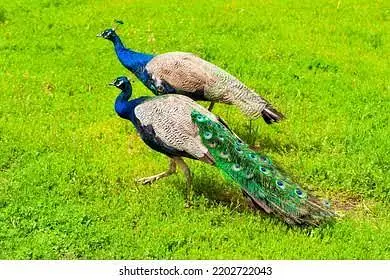 black shoulder pair and blue shoulder pair available — photo 3