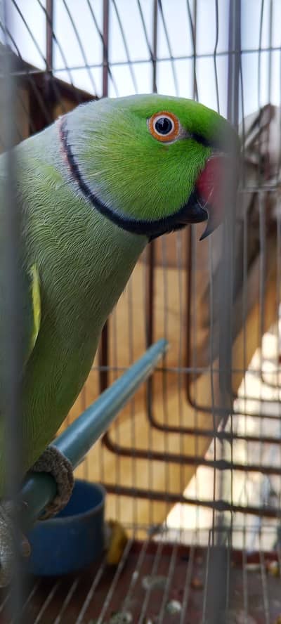 Green ring neck parrot