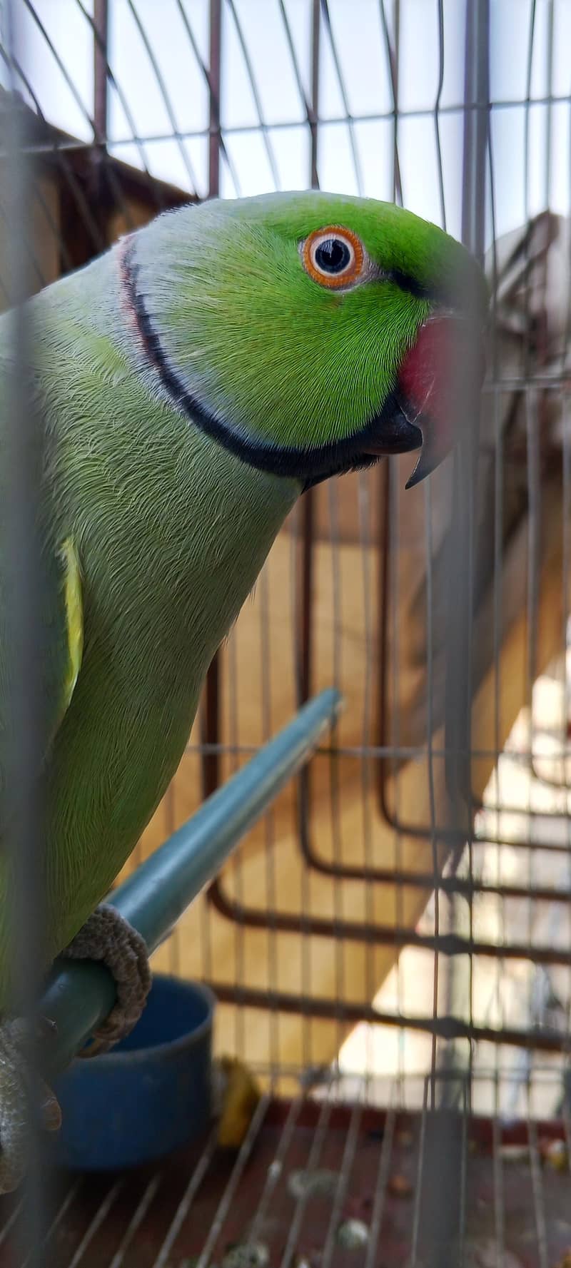Green ring neck parrot 0