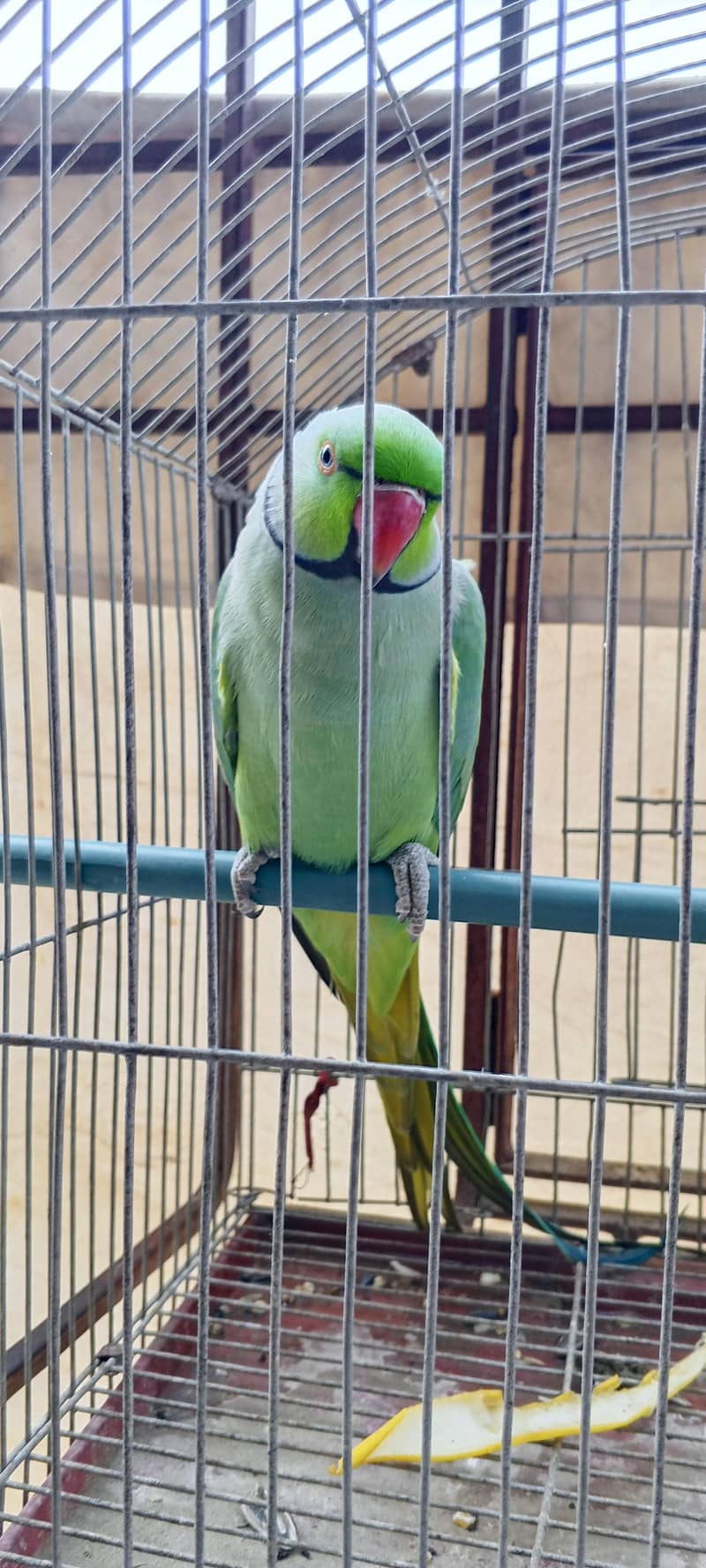 Green ring neck parrot 1