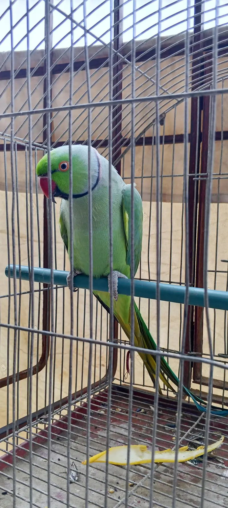 Green ring neck parrot — photo 3